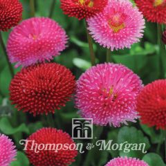 Bellis perennis Pomponette Mixed em sementes