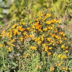 Berberis darwinii Compacta