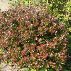 Berberis × media Red Jewel