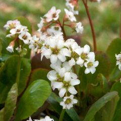 Bergénia Bressingham White