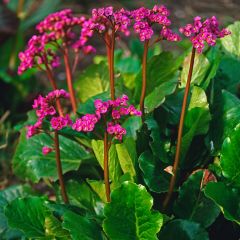 Bergénia cordifolia Morgenrote
