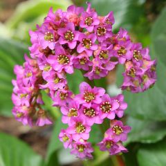 Bergénia cordifolia