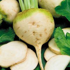 Beterraba branca Bio Albina Vereduna - Ferme de Sainte-Marthe