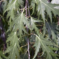Betula pendula Crispa