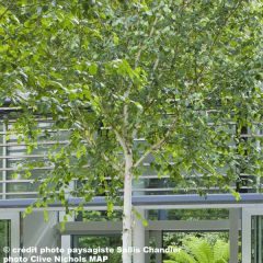 Betula utilis var. jacquemontii