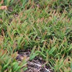 Blechnum penna