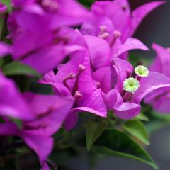 Buganvília Violet de Mèze