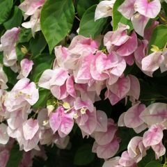 Buganvília spectabilis Branco-rosa