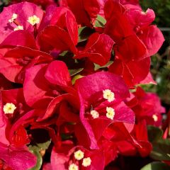 Buganvília spectabilis Vermelho escuro