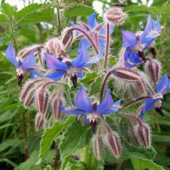 Borragem azul Bio