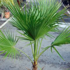 Brahea edulis