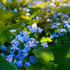 Brunnera sibirica