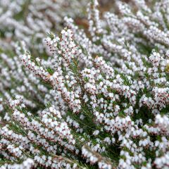 Urze-de-inverno Springwood White - Erica carnea