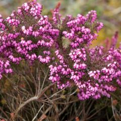 Urze de inverno Kramer's Rote - Erica darleyensis