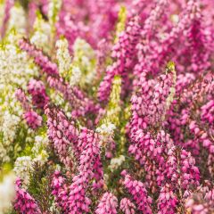 Calluna vulgaris Marlies
