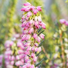 Urze de inverno Ghost Hills - Erica darleyensis