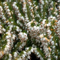 Urze de inverno Silberschmelze - Erica darleyensis