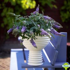 Budleia davidii Lilac Chip