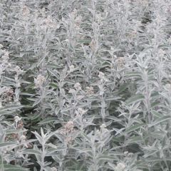 Budleia Silver Anniversary