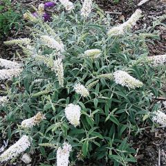 Budleia davidii White Ball
