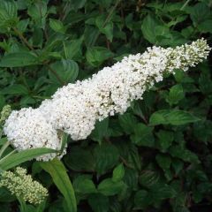 Budleia davidii White Profusion