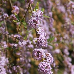 Budleia alternifolia