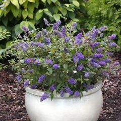 Budleia Blue Chip