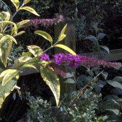 Budleia davidii Masquerade