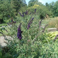 Budleia davidii Black Knight