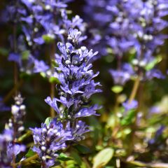 Ajuga tenorii Chocolate Chip