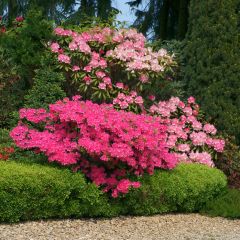 Buxus sempervirens Suffruticosa em vaso pequeno
