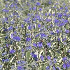 Caryopteris White Surprise