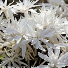 Açafrão-bastardo Autumnale Alboplenum - Colchicum autumnale