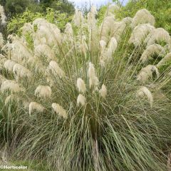 Cortaderia richardii