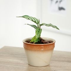 Calatéia vittata
