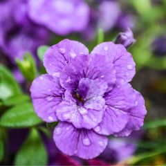 Calibrachoa Can-Can Rosies Blue - Mini-petúnia