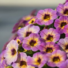 Calibrachoa Chamaeleon Blueberry Scone