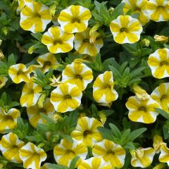 Calibrachoa Superbells Lemon Slice