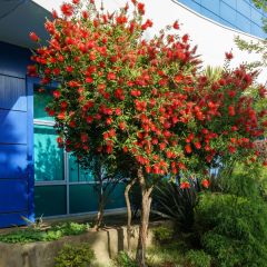 Callistemon rigidus
