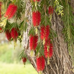 Callistemon viminalis