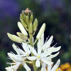 Camássia leichtlinii Branca