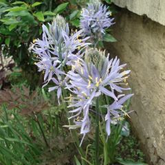 Camássia cusickii Zwanenburg Wisteria Blue