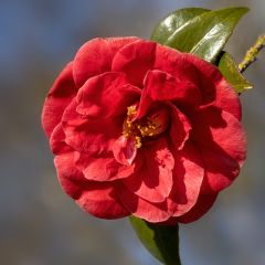 Camélia japonica Adolphe Audusson