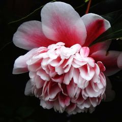Camélia japonica Volunteer