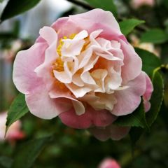 Camélia lutchuensis High Fragrance