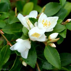 Camélia lutchuensis