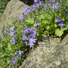 Campânula garganica
