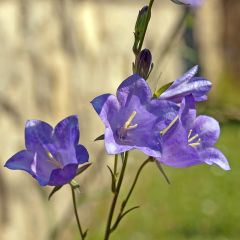 Campânula persicifolia