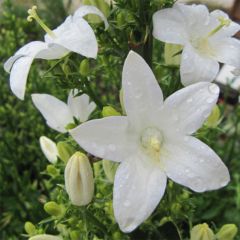 Campânula piramidalis Alba