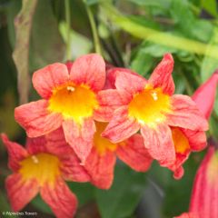 Bignónia capreolata Tangerine Beauty